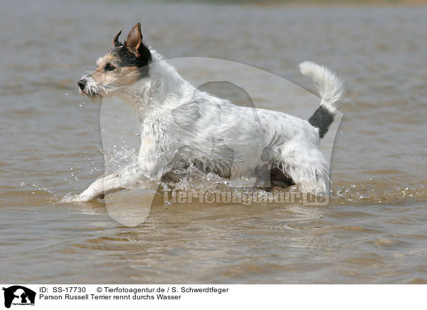 Parson Russell Terrier rennt durchs Wasser / running Parson Russell Terrier in the water / SS-17730