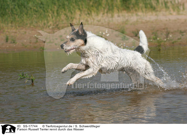 Parson Russell Terrier rennt durch das Wasser / running Parson Russell Terrier in the water / SS-17744
