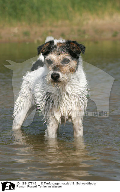 Parson Russell Terrier im Wasser / Parson Russell Terrier in the water / SS-17749
