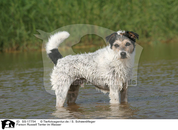 Parson Russell Terrier im Wasser / Parson Russell Terrier in the water / SS-17754