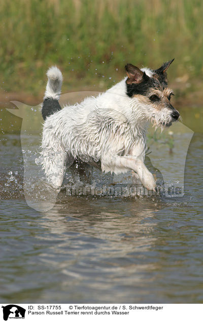 Parson Russell Terrier rennt durchs Wasser / running Parson Russell Terrier in the water / SS-17755