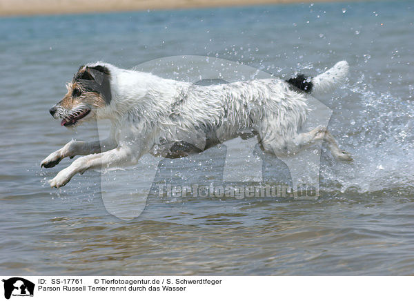 Parson Russell Terrier rennt durch das Wasser / running Parson Russell Terrier in the water / SS-17761
