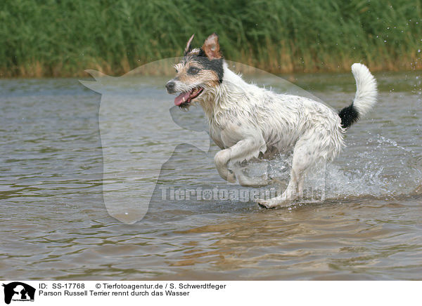 Parson Russell Terrier rennt durch das Wasser / running Parson Russell Terrier in the water / SS-17768