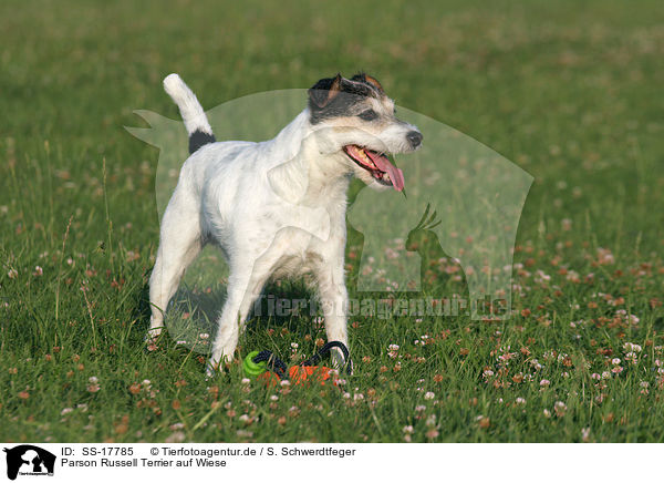 Parson Russell Terrier auf Wiese / Parson Russell Terrier in the meadow / SS-17785