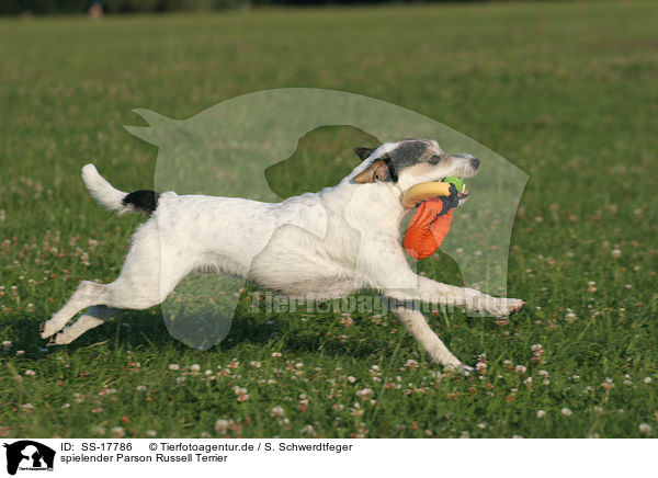 spielender Parson Russell Terrier / playing Parson Russell Terrier / SS-17786