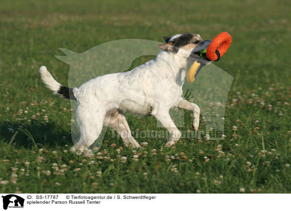 spielender Parson Russell Terrier / playing Parson Russell Terrier / SS-17787