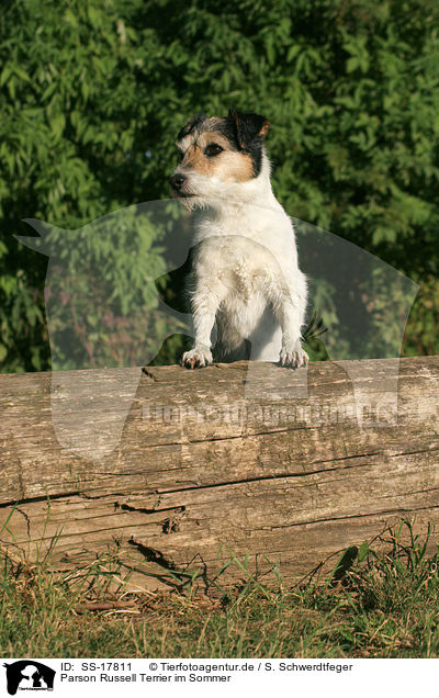 Parson Russell Terrier im Sommer / Parson Russell Terrier in summer / SS-17811
