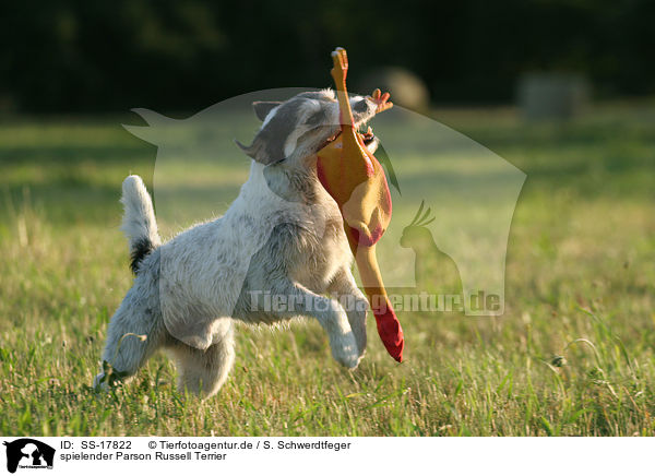 spielender Parson Russell Terrier / SS-17822