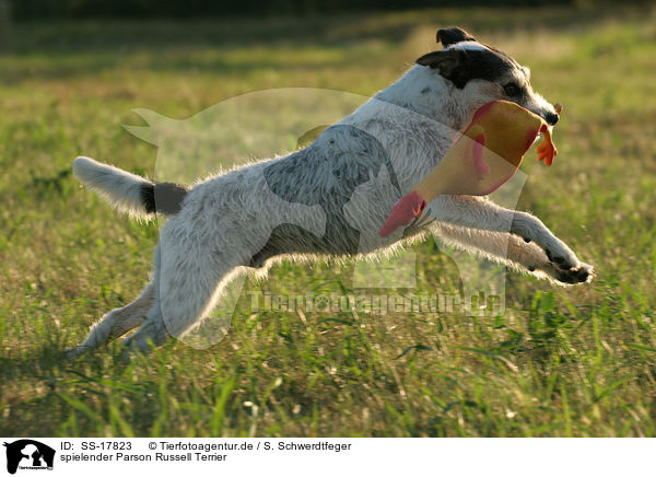 spielender Parson Russell Terrier / SS-17823