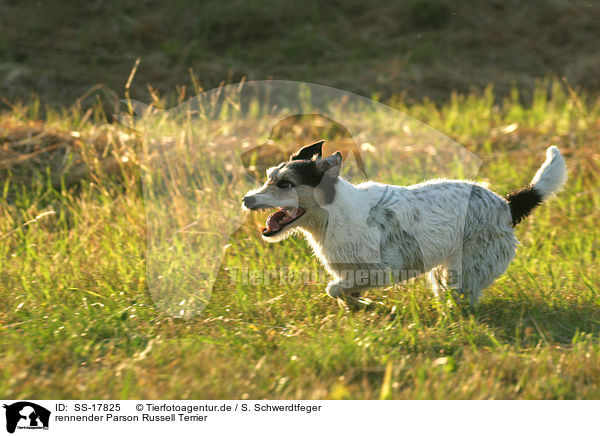 rennender Parson Russell Terrier / SS-17825