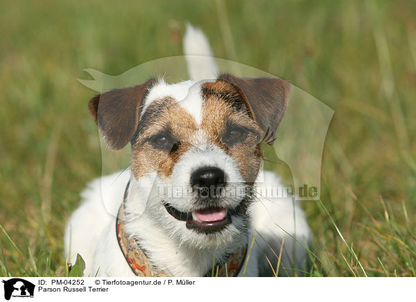 Parson Russell Terrier / Parson Russell Terrier / PM-04252