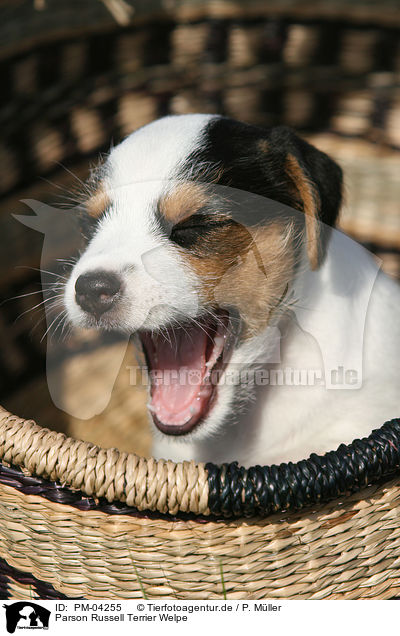 Parson Russell Terrier Welpe / Parson Russell Terrier puppy / PM-04255