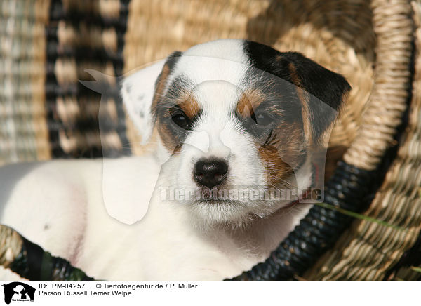 Parson Russell Terrier Welpe / Parson Russell Terrier puppy / PM-04257