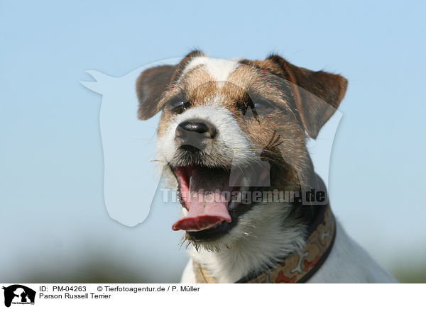Parson Russell Terrier / Parson Russell Terrier / PM-04263