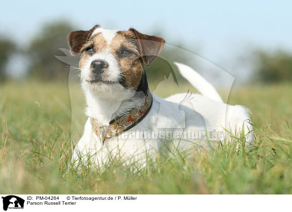 Parson Russell Terrier / Parson Russell Terrier / PM-04264