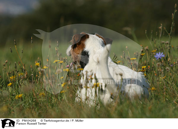 Parson Russell Terrier / Parson Russell Terrier / PM-04268