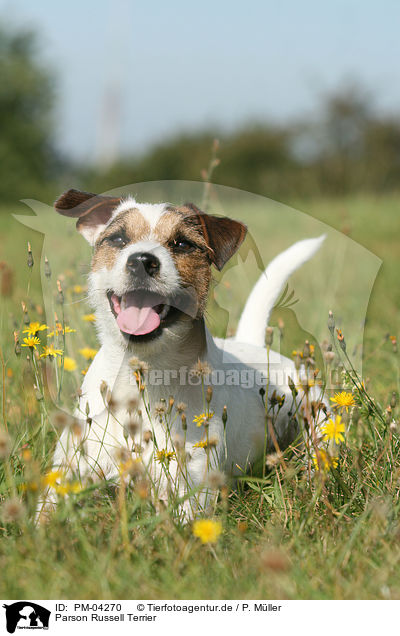 Parson Russell Terrier / PM-04270