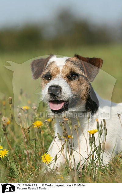 Parson Russell Terrier / PM-04271