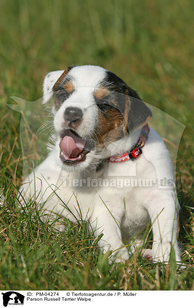 Parson Russell Terrier Welpe / Parson Russell Terrier puppy / PM-04274