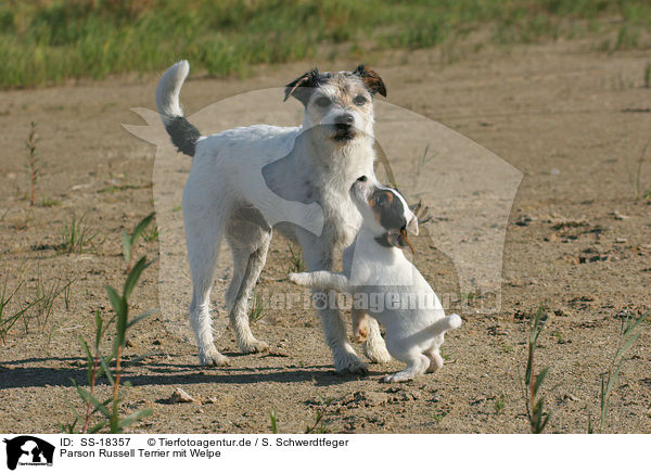 Parson Russell Terrier mit Welpe / Parson Russell Terrier with puppy / SS-18357