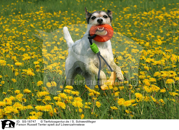 Parson Russell Terrier spielt auf Lwenzahnwiese / Parson Russell Terrier plays in dandelion / SS-18747