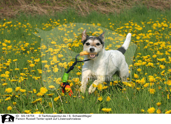 Parson Russell Terrier spielt auf Lwenzahnwiese / SS-18754