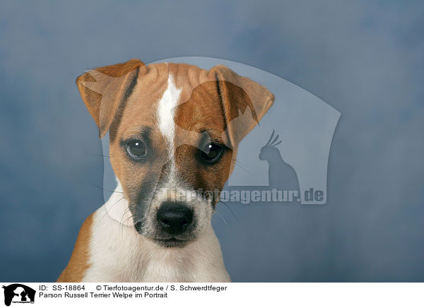 Parson Russell Terrier Welpe / Parson Russell Terrier Puppy / SS-18864