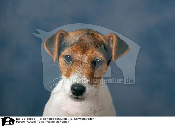 Parson Russell Terrier Welpe / Parson Russell Terrier Puppy / SS-18865