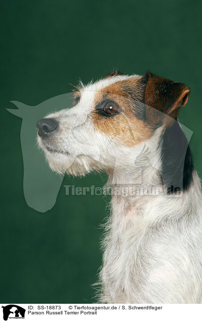 Parson Russell Terrier Portrait / Parson Russell Terrier Portrait / SS-18873