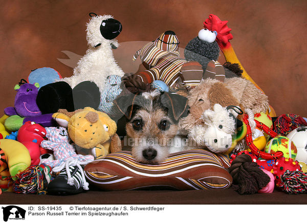 Parson Russell Terrier im Spielzeughaufen / SS-19435