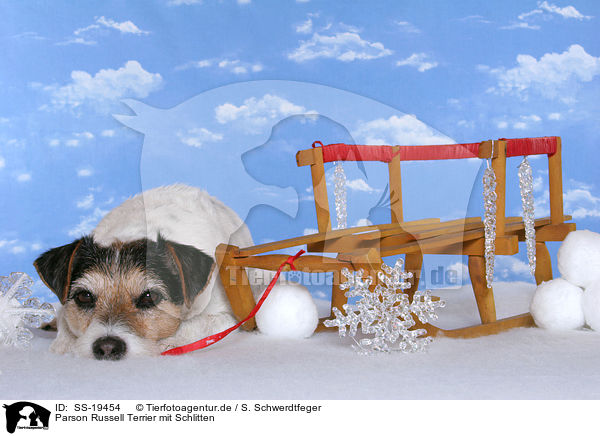Parson Russell Terrier mit Schlitten / Parson Russell Terrier with sleigh / SS-19454