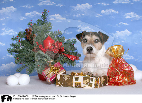 Parson Russell Terrier mit Geschenken / Parson Russell Terrier with gifts / SS-19459