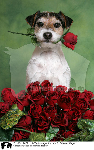 Parson Russell Terrier mit Rosen / Parson Russell Terrier with roses / SS-19477