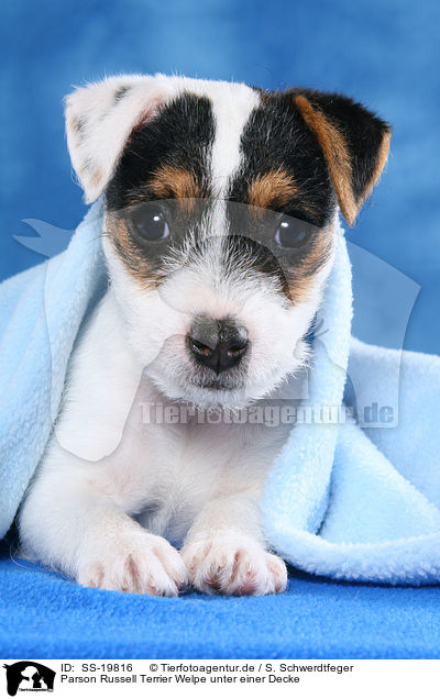 Parson Russell Terrier Welpe / Parson Russell Terrier Puppy / SS-19816