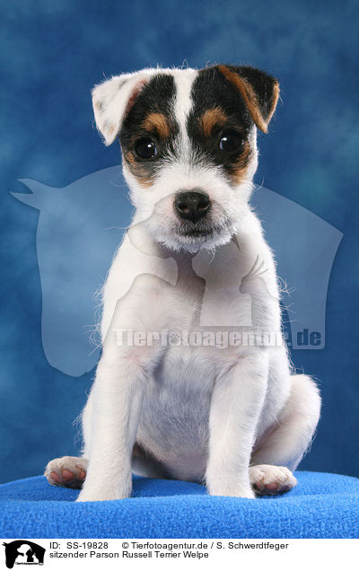 Parson Russell Terrier Welpe / Parson Russell Terrier Puppy / SS-19828