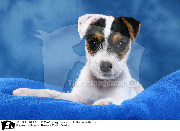 Parson Russell Terrier Welpe / Parson Russell Terrier Puppy / SS-19835