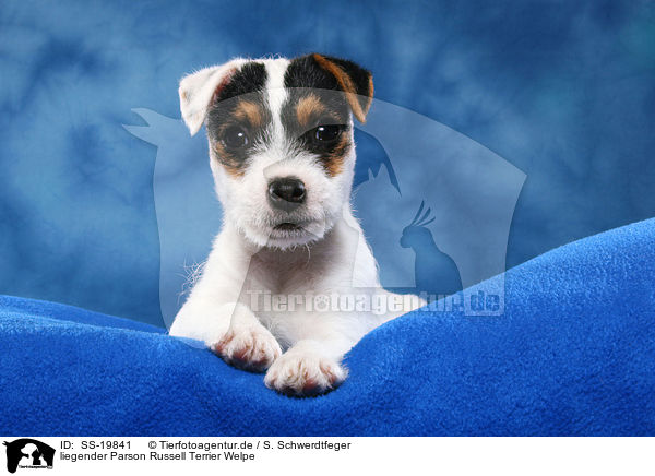 Parson Russell Terrier Welpe / Parson Russell Terrier Puppy / SS-19841