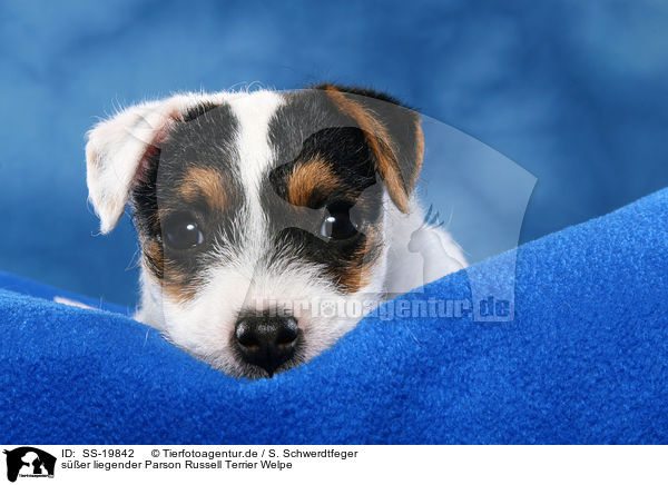 Parson Russell Terrier Welpe / Parson Russell Terrier Puppy / SS-19842