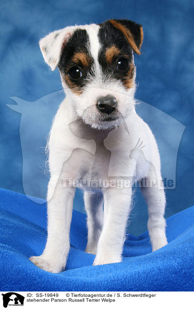 Parson Russell Terrier Welpe / Parson Russell Terrier Puppy / SS-19849