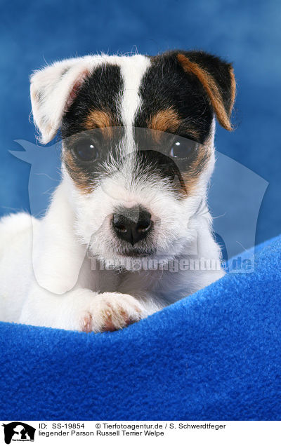 Parson Russell Terrier Welpe / Parson Russell Terrier Puppy / SS-19854