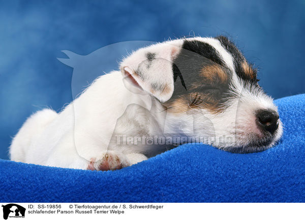 Parson Russell Terrier Welpe / Parson Russell Terrier Puppy / SS-19856
