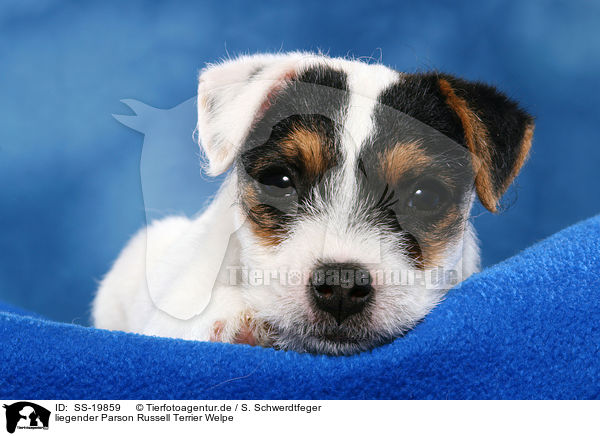 Parson Russell Terrier Welpe / Parson Russell Terrier Puppy / SS-19859