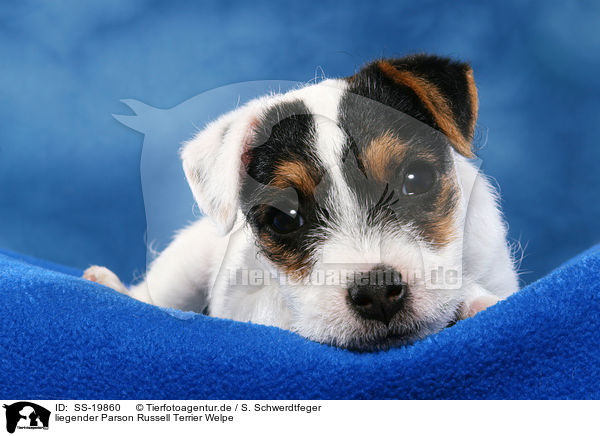 Parson Russell Terrier Welpe / Parson Russell Terrier Puppy / SS-19860