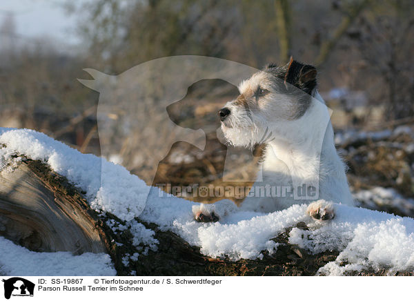 Parson Russell Terrier im Schnee / Parson Russell Terrier in the snow / SS-19867