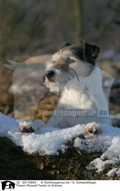 Parson Russell Terrier im Schnee / Parson Russell Terrier in the snow / SS-19869