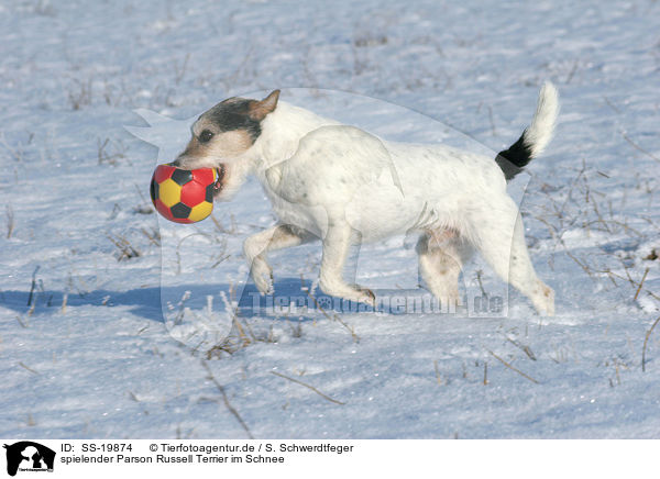 spielender Parson Russell Terrier / playing Parson Russell Terrier / SS-19874
