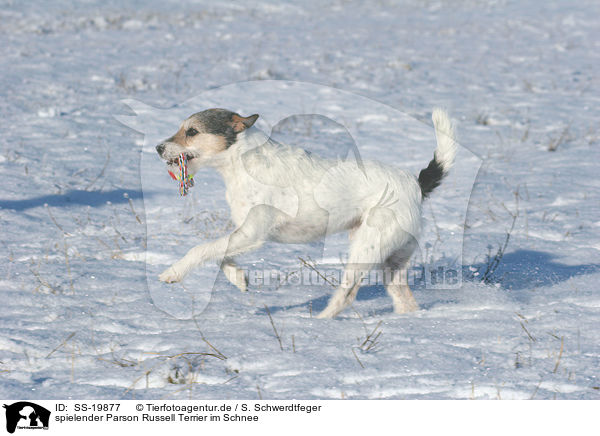 spielender Parson Russell Terrier / playing Parson Russell Terrier / SS-19877