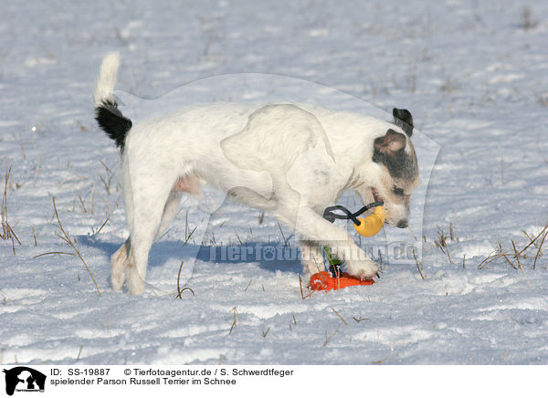 spielender Parson Russell Terrier / playing Parson Russell Terrier / SS-19887