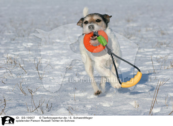 spielender Parson Russell Terrier / playing Parson Russell Terrier / SS-19907