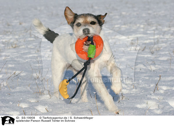 spielender Parson Russell Terrier im Schnee / SS-19908